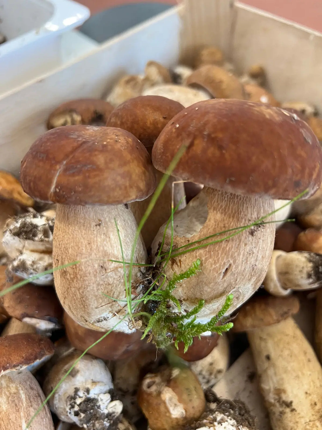 Funghi porcini freschi