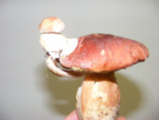 Preparazione artigianale dei funghi porcini sott’olio dell’Appennino Parmense