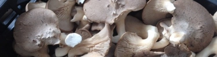 Il fungo cardoncello sott'olio