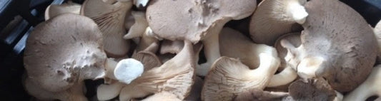 Il fungo cardoncello sott'olio