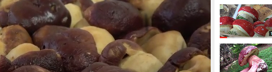 Lavorazione porcini sott'olio