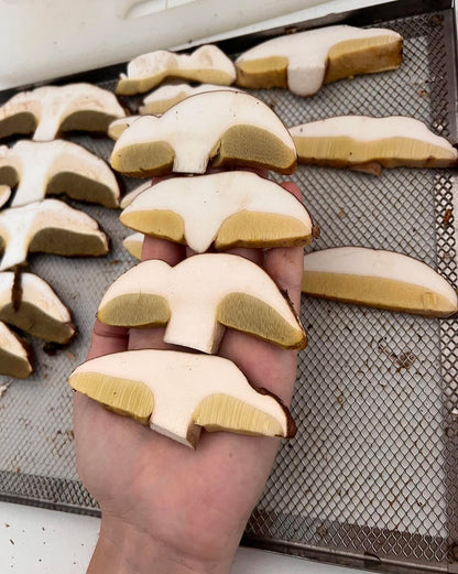 Fette di funghi porcini da essicare