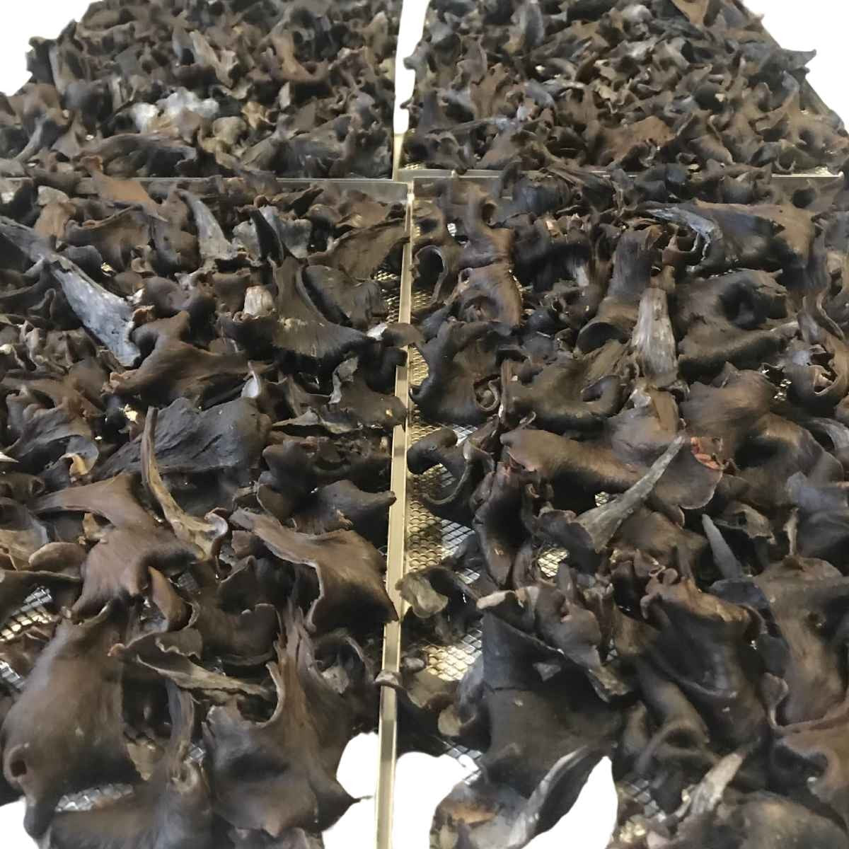 Trombette dei morti secche 70g