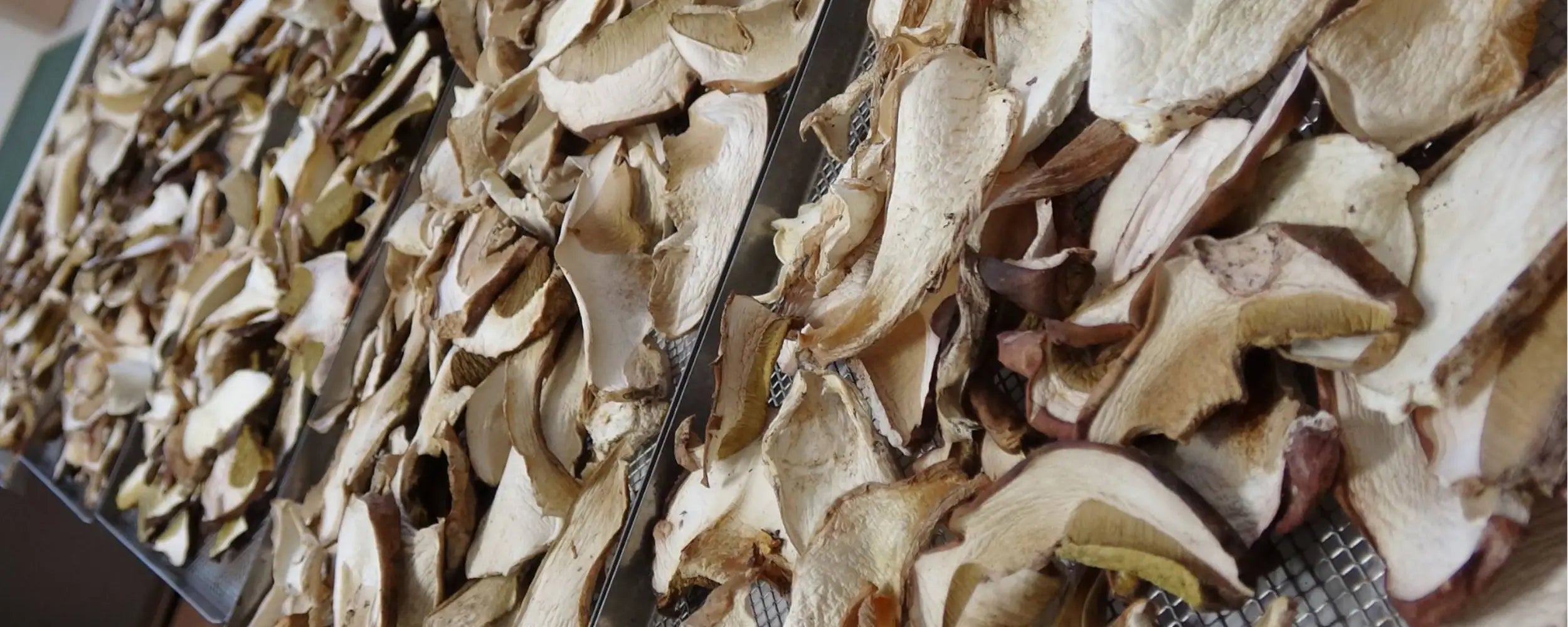 scopri i nostri funghi porcini secchi